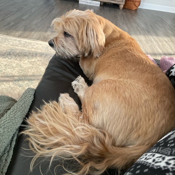 Meet your Posher, Dreama - Picture 4 of 5